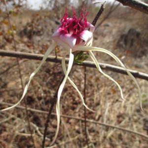 Strophanthus sarmentosus DC. [nn174318] par Samantha BAZAN le 20/03/2014 - Toubab Dialaw