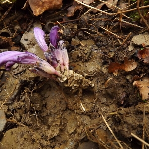 Photographie n°219701 du taxon Lathraea clandestina L. [1753]