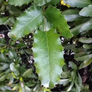 Photographie n°219754 du taxon Mahonia aquifolium (Pursh) Nutt. [1818]