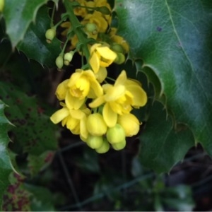 Photographie n°219755 du taxon Mahonia aquifolium (Pursh) Nutt. [1818]