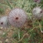  Anny Raim - Cirsium eriophorum (L.) Scop. [1772]