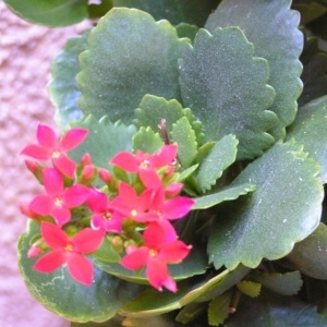  - Kalanchoe Adans.