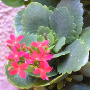 Kalanchoe sp.