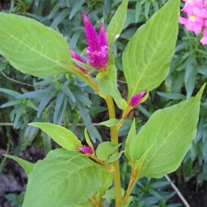 Photographie n°219778 du taxon Amaranthus cruentus subsp. paniculatus (L.) Hejny