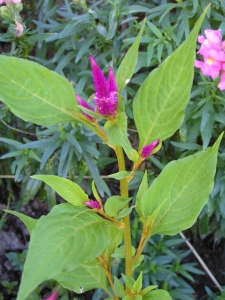 Alain Bigou, le 14 août 2004 (Montbeton (Le Temple))