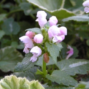 Photographie n°219780 du taxon Lamium maculatum (L.) L. [1763]