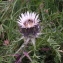  Alain Bigou - Carlina acanthifolia subsp. acanthifolia