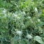  Anny Raim - Cirsium eriophorum (L.) Scop. [1772]