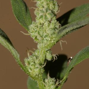 Chenopodium zchackei Murr (Chénopode à feuilles d'obier)