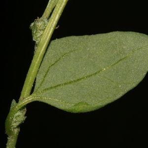 Photographie n°219833 du taxon Chenopodium album subsp. opulifolium (Schrad. ex W.D.J.Koch & Ziz) Batt. [1889]