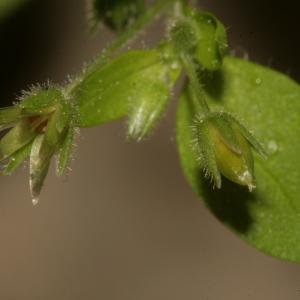 Photographie n°219842 du taxon Stellaria pallida (Dumort.) Piré [1863]