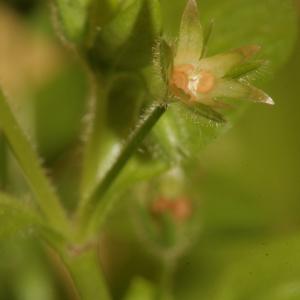  - Stellaria pallida (Dumort.) Piré [1863]