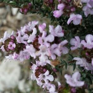 Photographie n°219853 du taxon Thymus vulgaris L. [1753]