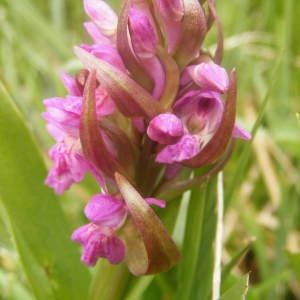 Photographie n°219859 du taxon Dactylorhiza incarnata (L.) Soó [1962]