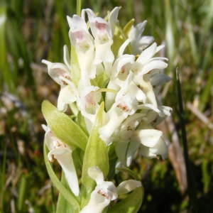 Photographie n°219864 du taxon Dactylorhiza incarnata (L.) Soó [1962]