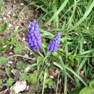 Photographie n°219904 du taxon Muscari neglectum Guss. ex Ten. [1842]