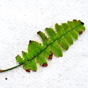 Photographie n°219911 du taxon Dryopteris Adanson [1763]