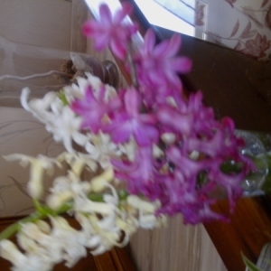  - Hyacinthus orientalis L. [1753]