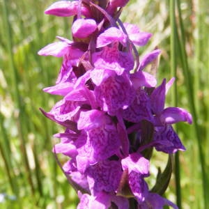 Photographie n°219929 du taxon Dactylorhiza majalis (Rchb.) P.F.Hunt & Summerh. [1965]