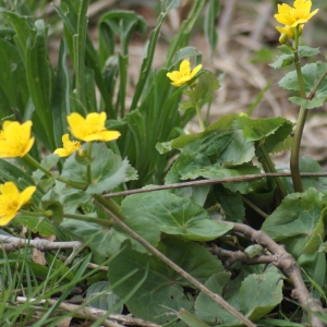 Photographie n°219936 du taxon Caltha palustris L. [1753]