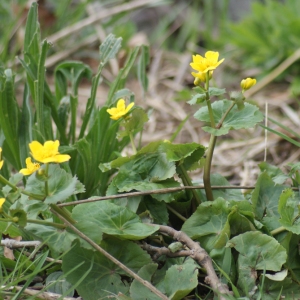 Photographie n°219937 du taxon Caltha palustris L. [1753]