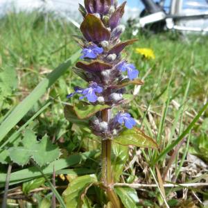 Photographie n°219948 du taxon Ajuga reptans L.