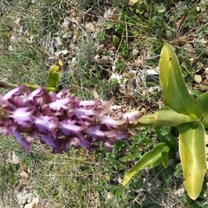 Photographie n°219956 du taxon Himantoglossum robertianum (Loisel.) P.Delforge [1999]