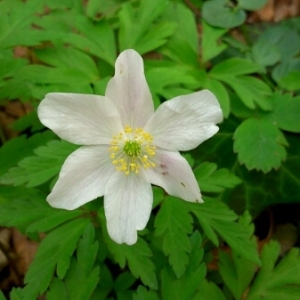 Photographie n°219983 du taxon Anemone nemorosa L. [1753]