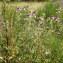  Jean-Pascal Milcent - Cirsium eriophorum (L.) Scop. [1772]