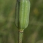  Liliane Roubaudi - Fritillaria nigra Mill. [1768]