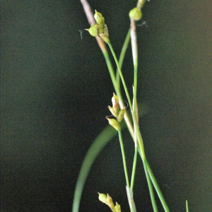 Photographie n°220022 du taxon Carex alba Scop. [1772]