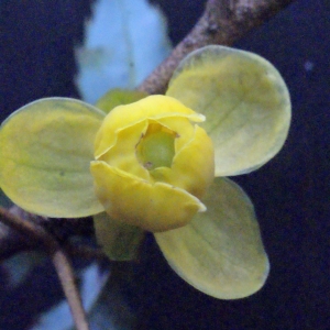 Photographie n°220062 du taxon Berberis julianae C.K.Schneid. [1913]