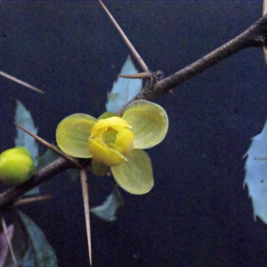 Berberis julianae C.K.Schneid. (Berbéris)