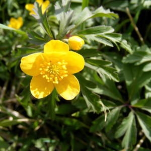 Photographie n°220077 du taxon Anemone ranunculoides L. [1753]