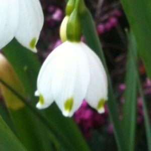 Photographie n°220088 du taxon Leucojum vernum L. [1753]