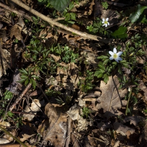 Photographie n°220092 du taxon Anemone nemorosa L. [1753]