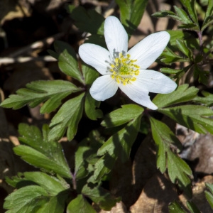 Photographie n°220093 du taxon Anemone nemorosa L. [1753]