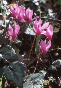 Liliane Roubaudi, le 20 avril 1999 (Sardaigne)