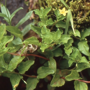 Photographie n°220137 du taxon Lysimachia nemorum L. [1753]