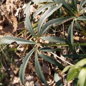 Photographie n°220144 du taxon Helleborus foetidus L. [1753]