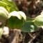  Jennifer CARRÉ - Helleborus foetidus L. [1753]