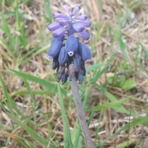 Photographie n°220146 du taxon Muscari neglectum Guss. ex Ten.