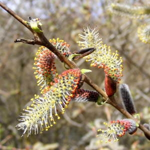 Photographie n°220149 du taxon Salix purpurea L. [1753]