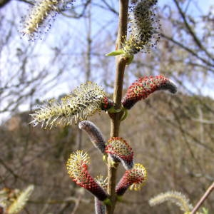 Photographie n°220150 du taxon Salix purpurea L. [1753]