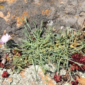 Photographie n°220165 du taxon Dianthus furcatus var. gyspergerae (Rouy) P.Fourn.