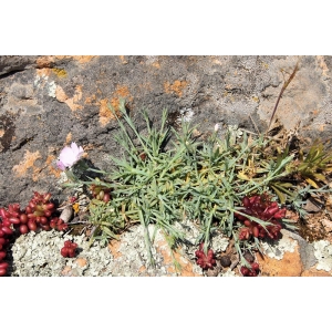 Dianthus furcatus subsp. gyspergerae (Rouy) Burnat ex Briq. (Oeillet de Madame Gysperger)