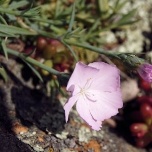 Photographie n°220166 du taxon Dianthus furcatus var. gyspergerae (Rouy) P.Fourn.
