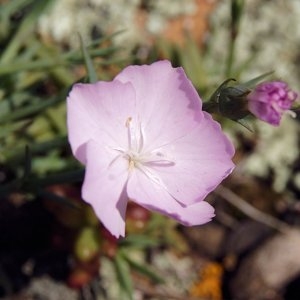 Photographie n°220167 du taxon Dianthus furcatus var. gyspergerae (Rouy) P.Fourn.