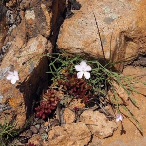 Photographie n°220168 du taxon Dianthus furcatus var. gyspergerae (Rouy) P.Fourn.