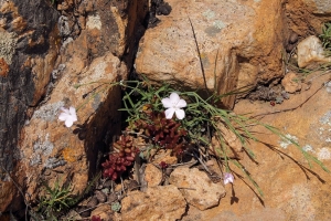 liliane Pessotto, le 24 avril 2013 (Piana (Calanches Capu rossu))